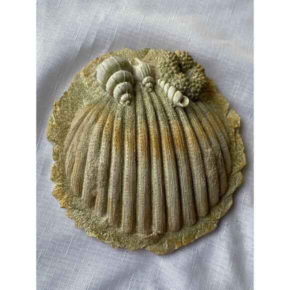 Set of 3 Sea Shell Wall Art 3-D, rough sand-like plaster or resin Apx 7-8" EUC - Picture 3 of 13